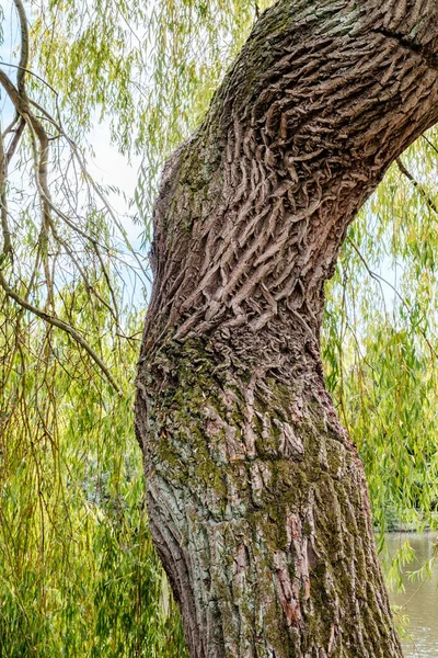 Dorking Surrey Hills London UK, July 24 2022, Old Weathered Trunk Of An Aged Weeping Willow Tree