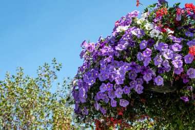 Dorking, Surrey Hills, London UK, July 07 2022, Colourful Summer Flowers In Hanging Baskets