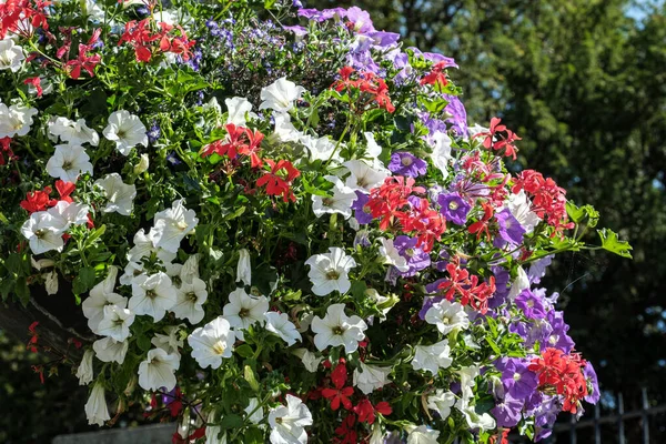 Dorking, Surrey Hills, London UK, July 07 2022, Colourful Summer Flowers In Hanging Baskets