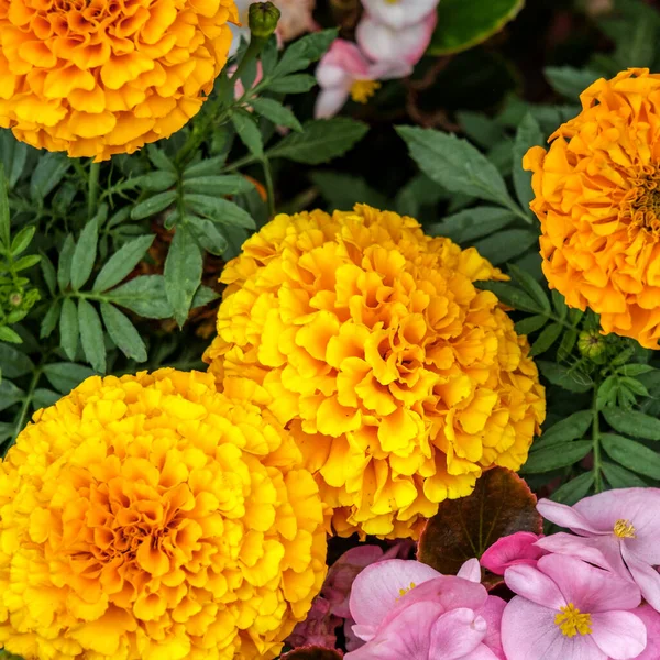 Dorking Surrey Hills, London, UK, August 20 2022, Close Up Of A Group Of Marigold Plants