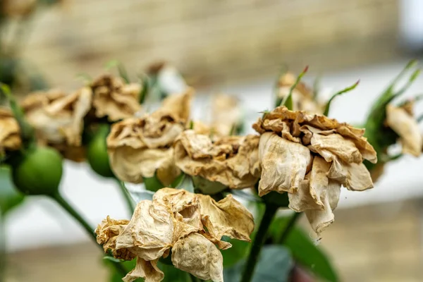 Dorking Surrey Hills, London, UK, August 20 2022, Dead Rose Flowers With Seed Pods