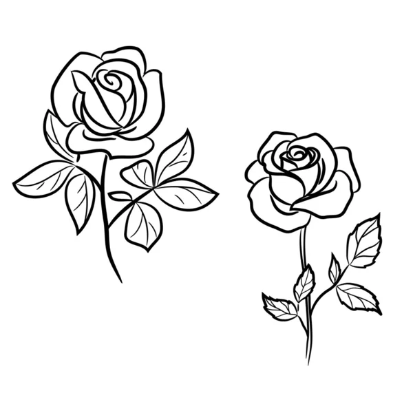Duas rosas escuras no branco — Vetor de Stock