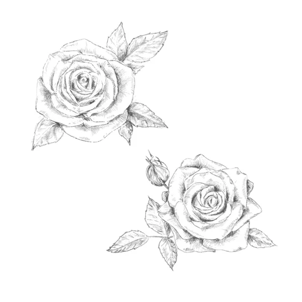 玫瑰的铅笔草图 — 图库矢量图片