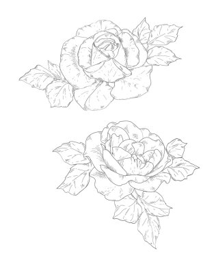 Gülün kalem çizimi