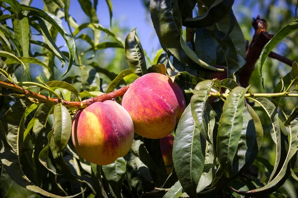 Peaches — Stock Photo, Image