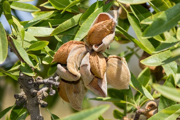 Almond tree — Stock Photo, Image