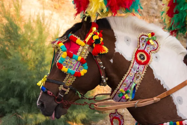 Decorated horse — Stock Photo, Image