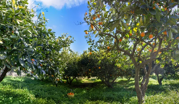 Naranjas —  Fotos de Stock