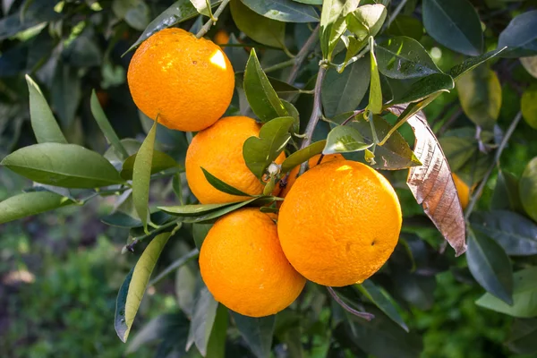 Апельсини Ліцензійні Стокові Зображення