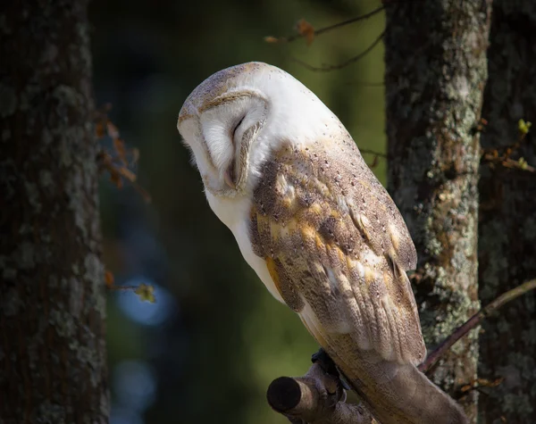 Barn owls — Stock Photo, Image