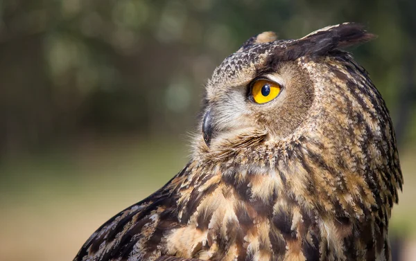 猫头鹰的眼睛 — 图库照片