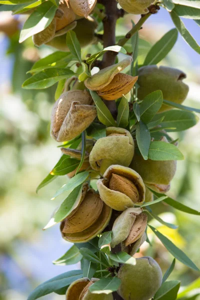 Branch of almond — Stock Photo, Image