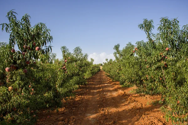 Jardín de melocotones — Foto de Stock