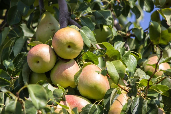 Pear tree — Stock Photo, Image