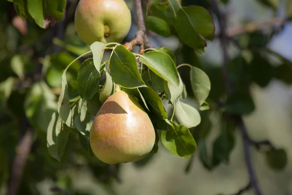 Pear tree — Stock Photo, Image