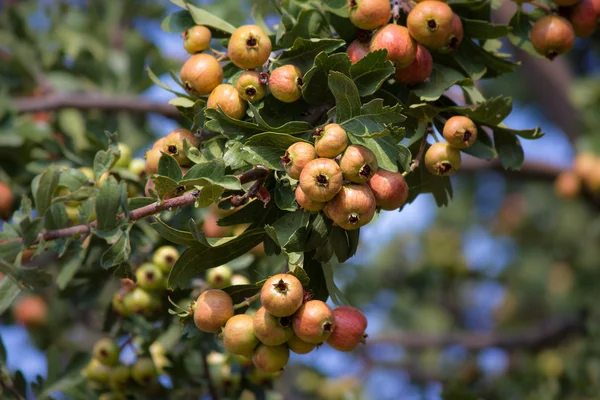 Branch of rowan — Stock Photo, Image