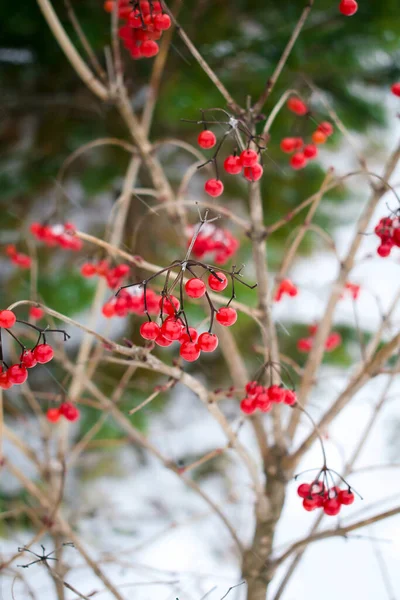 Зимой Замерзает Куст Вибурнума Рябины Снегом Красными Ягодами Банчи Садовом — стоковое фото