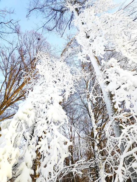 넓은 나무에는 뒤쪽에 푸른 하늘이 덮여 있는 눈 얼음으로 덮힌 가지들이 돋아나 있다. 겨울의 자연은 얼어붙은 숲의 풍경입니다. 추운 날씨 — 스톡 사진