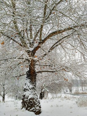 Şehir parkında karla kaplı büyük ağaç, soğuk hava, güzel doğa kış manzarası..