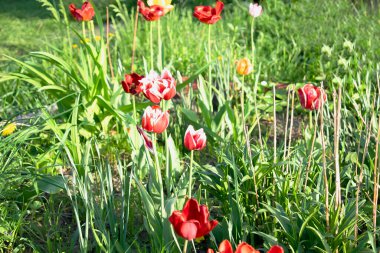 Parlak renkli kırmızı lale çiçekleri şehir parkında çiçek açıyor bahçe bahçesi bahçesinde çiçek açıyor güneşli bir bahar günü, bitki örtüsü, çiçek bakımı, bahçe bakımı, doğa manzarası..