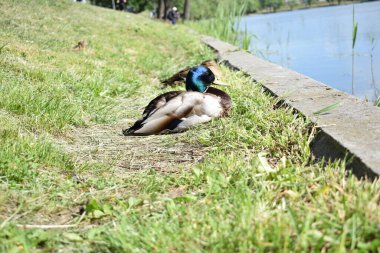 Yaban ördeği gölün kenarında çimenlerde oturuyor. Erkek ördek kuşu güneşli bir günde suyun dışında. Hayvan hayatı..