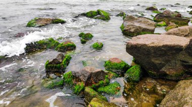 Okyanus kıyısındaki kumsalda yeşil yosun kaplı kayalar. Taşlara takılmış deniz yosunu. Deniz suyunda yeşil deniz yosunlarıyla kaplı kayalar. Manzaralı yaz manzarası..