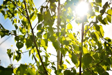 Arka planda arka planda arka plan ışıkları olan yeşil huş ağacı yapraklarının alçak açılı manzarası. Bahçe sulama doğa peyzaj tasarımı konsepti.