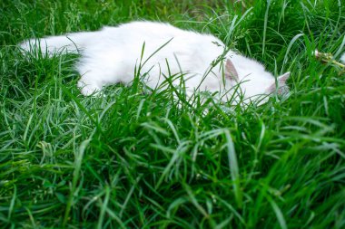 Şirin, beyaz, tüylü, tatlı kedi sıcak bir yaz günü bahçedeki bahçedeki çimlerin üzerinde uzanmayı sever. Sakin güneş banyosu yapan ev hayvanı portresi