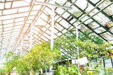 Güzel yeşil bitkiler, seradaki saksılarda fidanlar, şehir parkında ekime hazır cam çatı, baharda bahçe, yaz. Bahçe ve peyzaj konsepti.