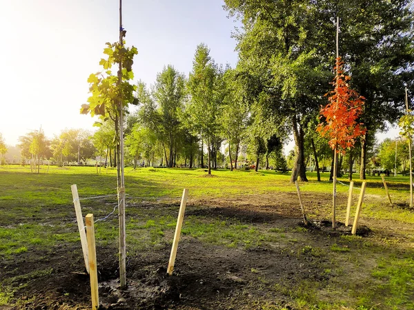 Newly not big planted red orange golden maple leaf trees in row in city park, forest at spring summer in sunny day, nature ecology earth save, landscape,agriculture concept