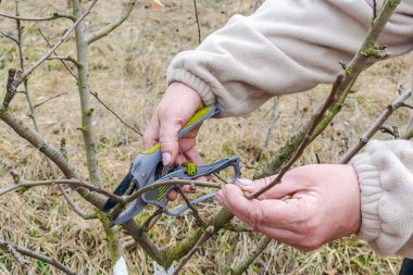 Kadın bahçıvan, elinde makas, elinde makas, yeşil bahçe, bahçe ve avluda meyve ağacı dalları kesen kadın bahçıvan elleri. Bahçe tarım çiftçiliği bahar mevsiminde yapılır..