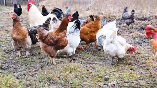 Chickens Rooster Feeding Rural Barnyard Grass Hens Backyard Free Range — Stockvideo