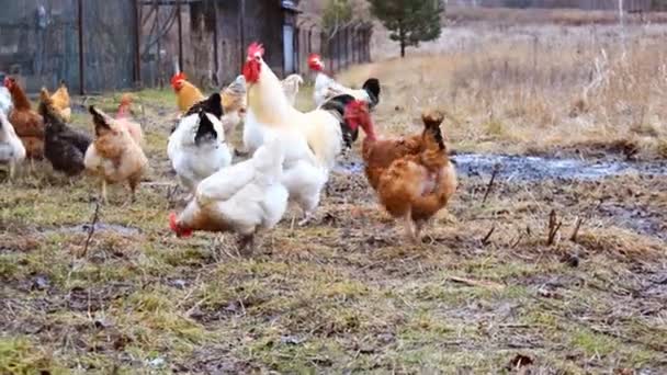 Chickens and rooster feeding on rural barnyard on grass. Hens on backyard in free range poultry eco farm. poultry farming concept.chicken coop in spring summer day, footage video — Vídeo de Stock