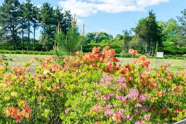 Hermoso Jardín Botánico Verde Colorido Con Cama Flores Decorativas Árboles — Foto de Stock