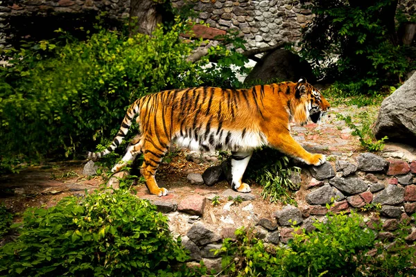 前无古人的大西伯利亚虎在岩石上行走 笼中的绿地就像丛林森林中的野生动植物背景 — 图库照片