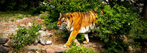 Silny Duży Syberyjski Amur Tygrys Spacerujący Skale Zielenią Klatce Zoo — Zdjęcie stockowe