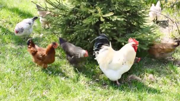 Chickens and rooster feeding on rural barnyard on grass. Hens on backyard in free range poultry eco forest farm. poultry farming concept.chicken coop in spring summer day, footage video — Stock Video