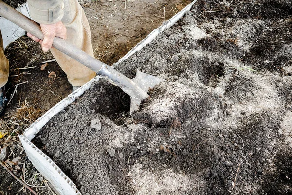 Pria Tukang Kebun Menggali Kebun Sayuran Dengan Sekop Petani Dalam — Stok Foto