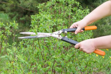 Yazın bahçede bahar işi. Çiftçi kadınlar bahçedeki yeşil çalı bitkisini makasla kesiyorlar.