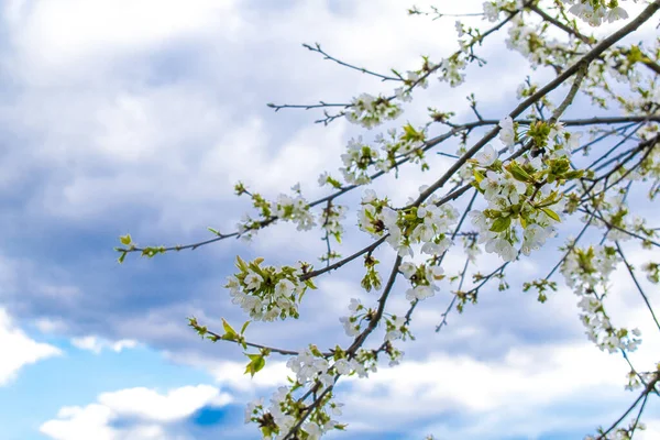 Kwitnąca Morela Jabłko Gruszka Wiśnia Wiosną Różowe Białe Kwiaty Kwitną — Zdjęcie stockowe