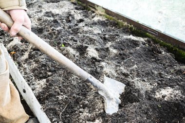 Erkek bahçıvan elinde kürekle sebze bahçesini kazıyor. Lastik çizmeli bir çiftçi. Siyah toprak, toprak, çimen, tarım işleriyle uğraşıyor. Sonbahar bahar bahar temizliği.