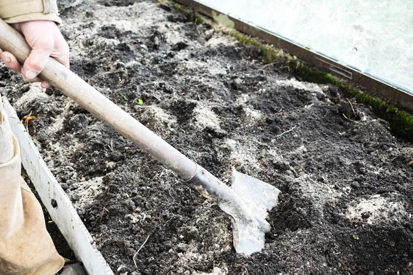 Erkek bahçıvan elinde kürekle sebze bahçesini kazıyor. Lastik çizmeli bir çiftçi. Siyah toprak, toprak, çimen, tarım işleriyle uğraşıyor. Sonbahar bahar bahar temizliği.