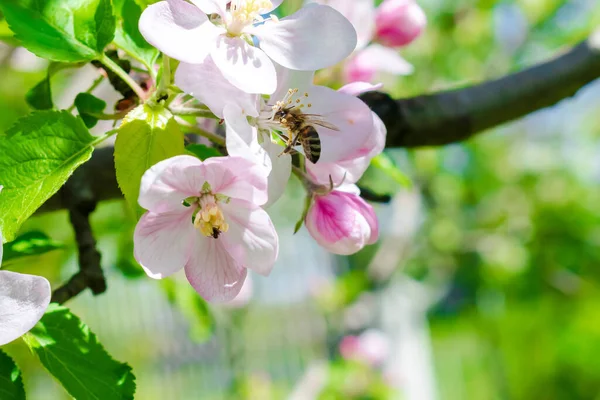 Bee bumblebee picking nectar on white pink flower of apple, cherry, apricot tree in green garden.macro nature landscape banner in summer, spring of honey bee with copy space. wildlife postcard.