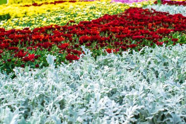 Famous flower exhibition in Kiev on Singing Field,Ukraine. Natural landscape design with blooming flower beds macro in city park at spring. home green garden in courtyard.