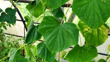 Yaz aylarında çiftlik serasında salatalık sebzelerinin hareket eden kamerasını kapat. Canlı kırsal tarım manzarası. Bahçede doğa geçmişi. Çevre dostu, organik, ekoloji kavramı.