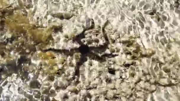 Egypt Tropical Exótico Marrom Colorido Estrela Mar Nadando Fundo Mar — Vídeo de Stock
