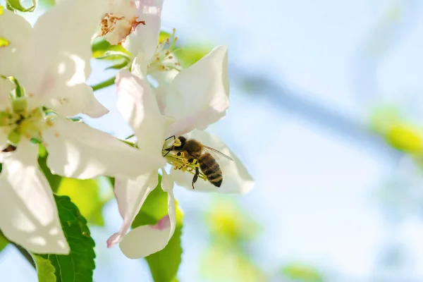 Bee bumblebee picking nectar on white pink flower of apple, cherry, apricot tree in green garden.macro nature landscape banner in summer, spring of honey bee with copy space. wildlife postcard.