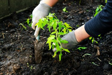 Eldivenli kadın çiftçi. Domates ekiyor. Toprağa tohum ekiyor. Çiftçilik, tarım, yaz mevsiminde tarım, çevre dostu kavram.