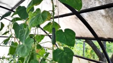 Yaz aylarında çiftlik serasında salatalık sebzelerinin hareket eden kamerasını kapat. Canlı kırsal tarım manzarası. Bahçede doğa geçmişi. Çevre dostu, organik, ekoloji kavramı.