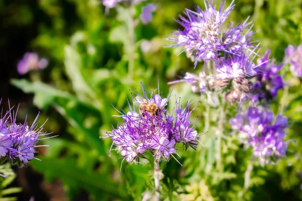 Close up of small bee bumblebee on purple blooming flower plant in meadow field. macro nature banner in summer in spring of honeybee with copy space. wildlife postcard background.